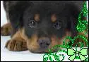 rotti