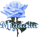 blue rose migdalia