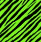 neon zebra