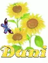 dani sun flower