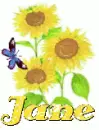 jane sun flower