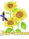 jiovanna sun flower