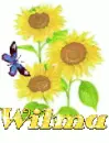 wilma sun flower
