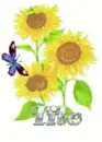 tito sun flower