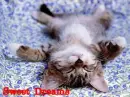 Kitten sweet dreams