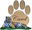 Tiger with Paw Print - Carol