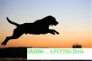 flying dog