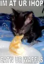 Kitten