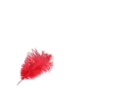 Toni written with red Feather