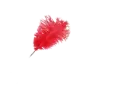 Delia written with red Feather