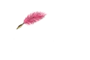 Genalyn written with pink Feather