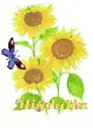 migdalia sun flower