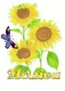 monica sun flower.