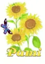 pami sun flower