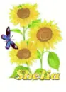 shelia sun flower