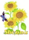 shonna sun flower