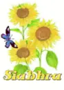 siabhra sun flower
