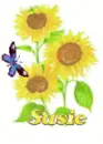susie sun flower