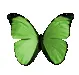 green butterfly