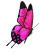 pink butterfly