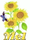 mel sun flower