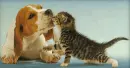 Dog and kitten