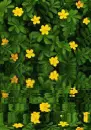 yellow&green