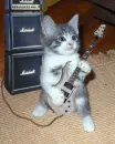 cat, guitar