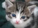 kitty 