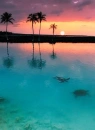 paradise
