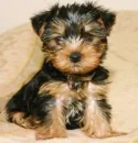 Cute puppy