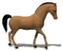 Horse Walk/Canter
