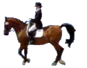 Walking Horse