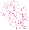 rosa