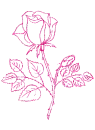 rosa