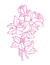 rosa