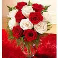 red rose for a blue lady
