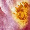 Pink flower