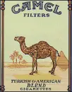 smoking camel