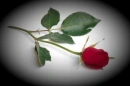 roza