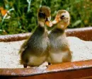 duckies!! <3<3