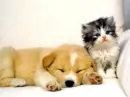 Puppy & Kitten