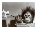 funny cute monkey biting flower