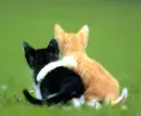 kittens hugging