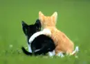Best friend kittens