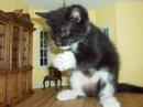 evil kitty 