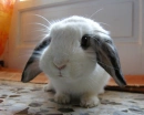  cute bunnies 