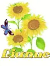 lianne sun flower