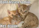 drunk cats