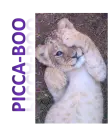 lion playing picca-boo